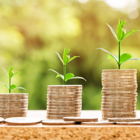 Münzen Stapel Pflanzentrieb